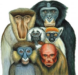  Monkeys